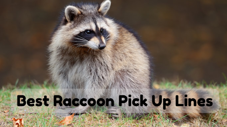 220+ Best Raccoon Pick Up Lines